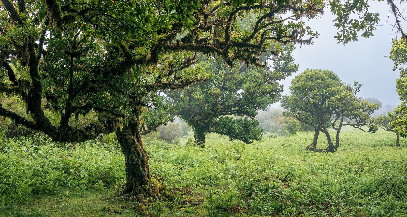 Madeira Explorer – 7 Iconic Hiking Adventures